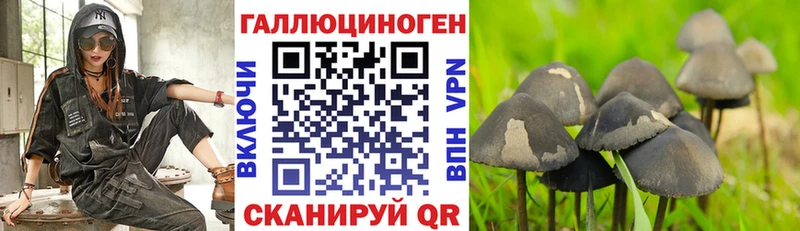 Галлюциногенные грибы Psilocybine cubensis  Беломорск 